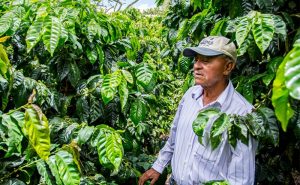 plantation nicaragua, Cafés Ximun