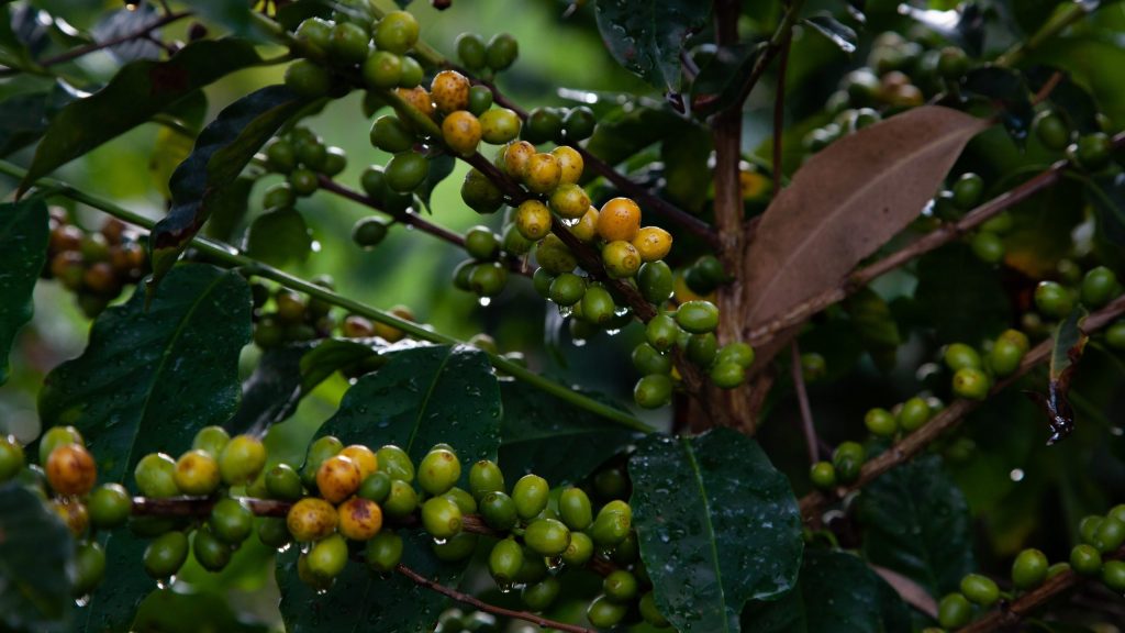 café de forêt