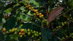 café de forêt